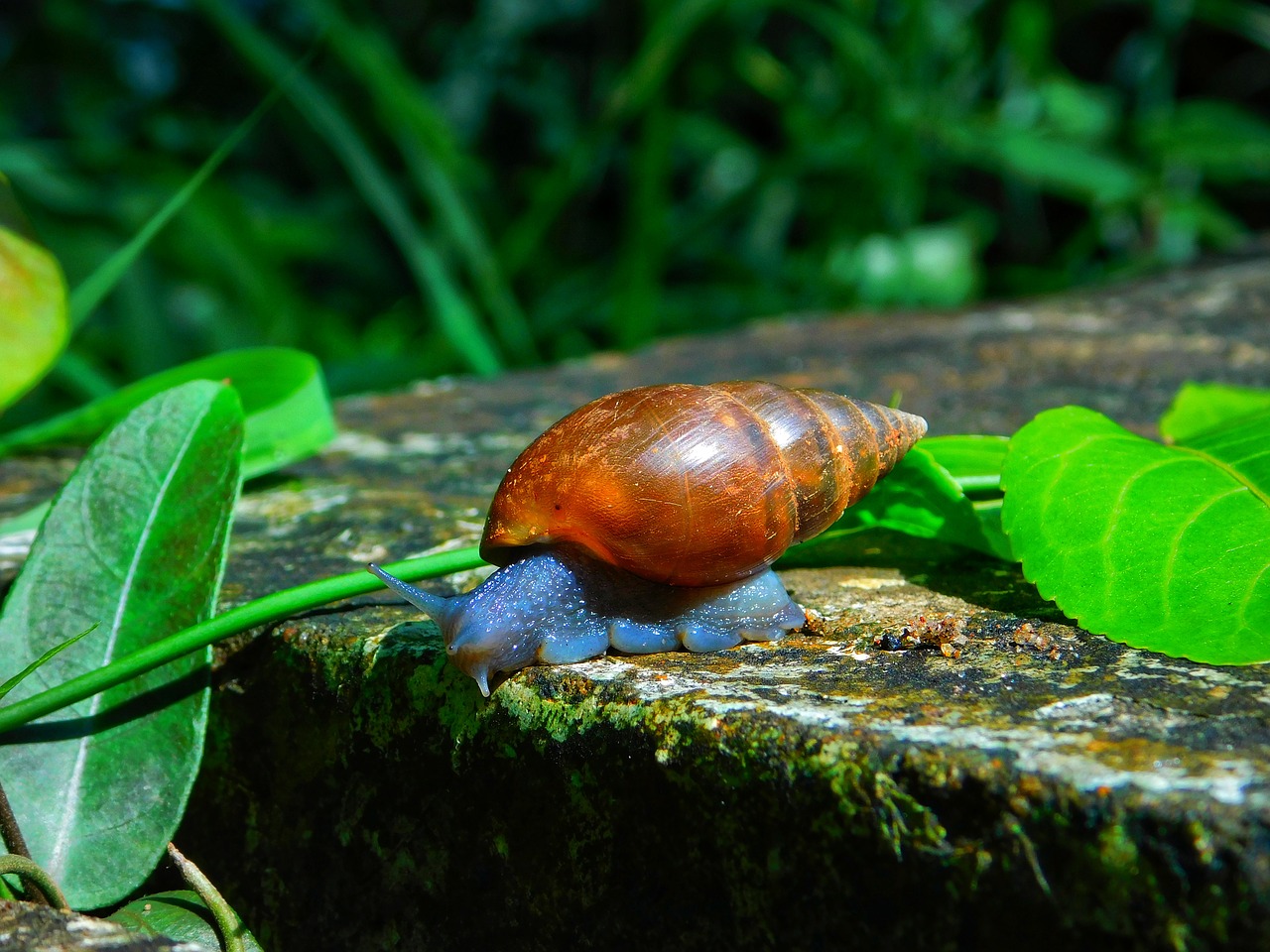 Escargot