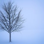 arbre en hiver