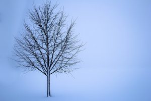 arbre en hiver