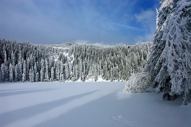 Paysage d'hiver